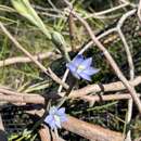 Image de Thelymitra circumsepta Fitzg.