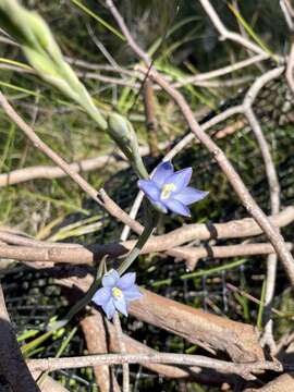 Image de Thelymitra circumsepta Fitzg.