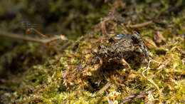 Image of Mababe river frog