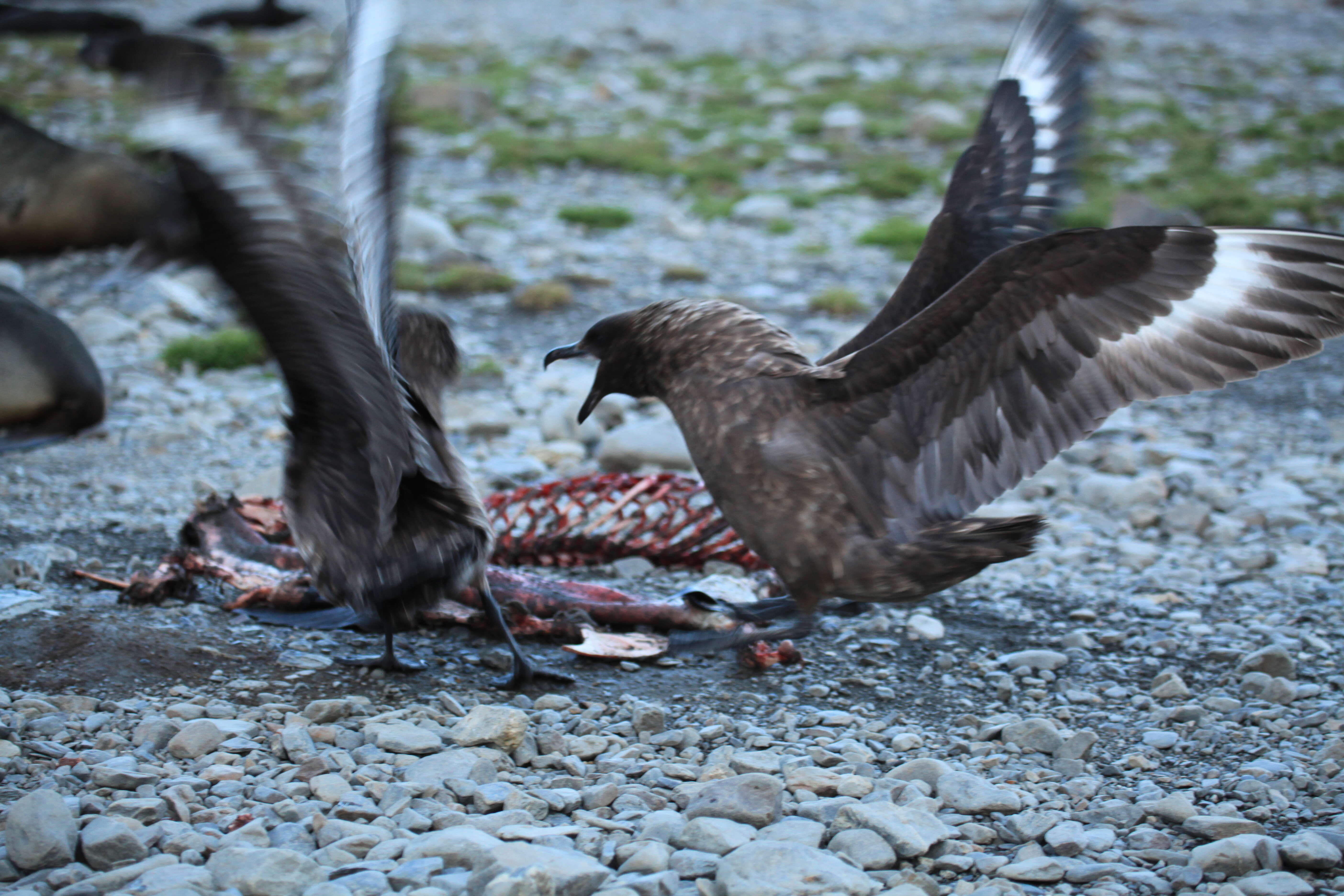 Image of Brown Skua