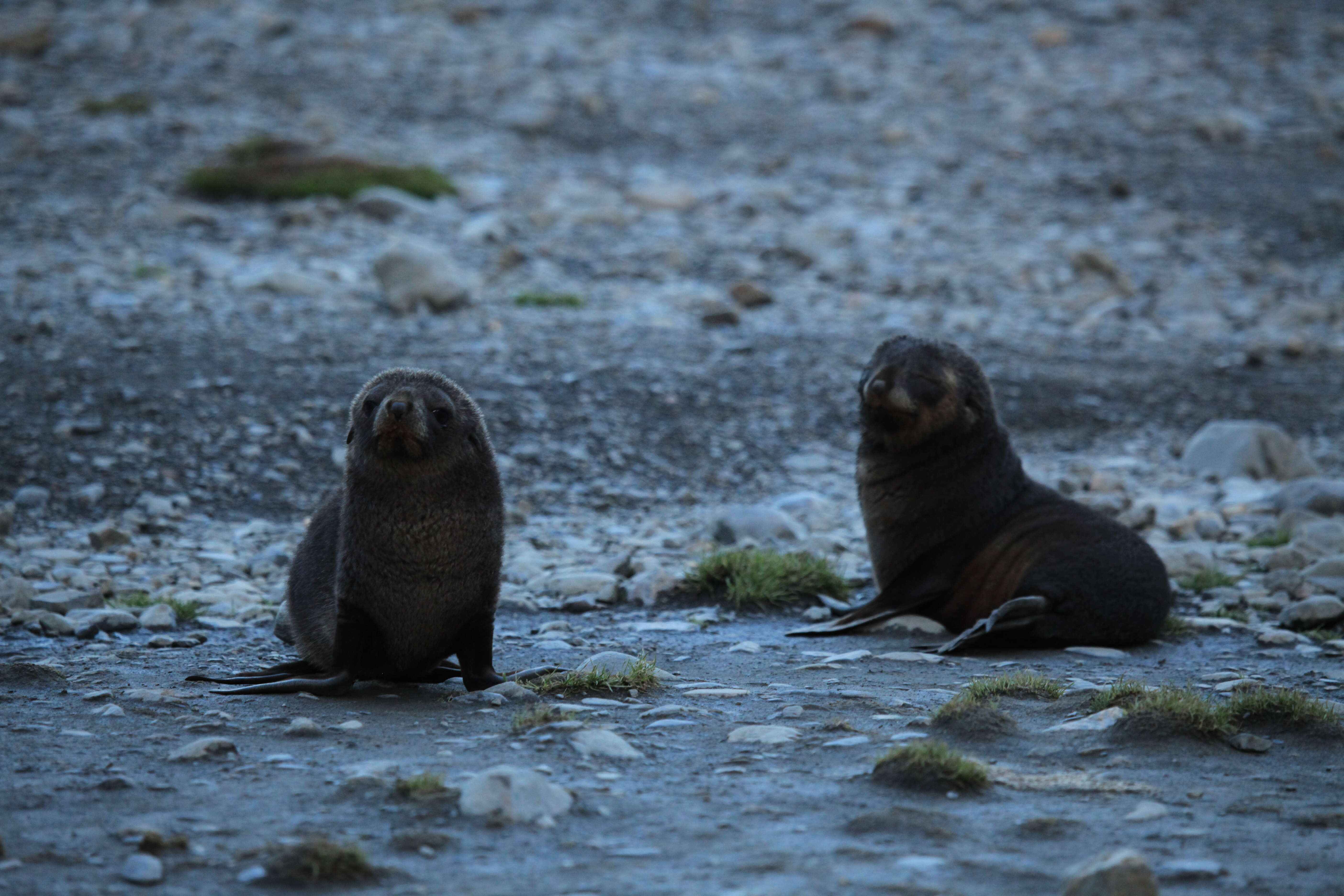 Image of Antarctic Fur Seal