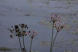 Image of flowering rush family