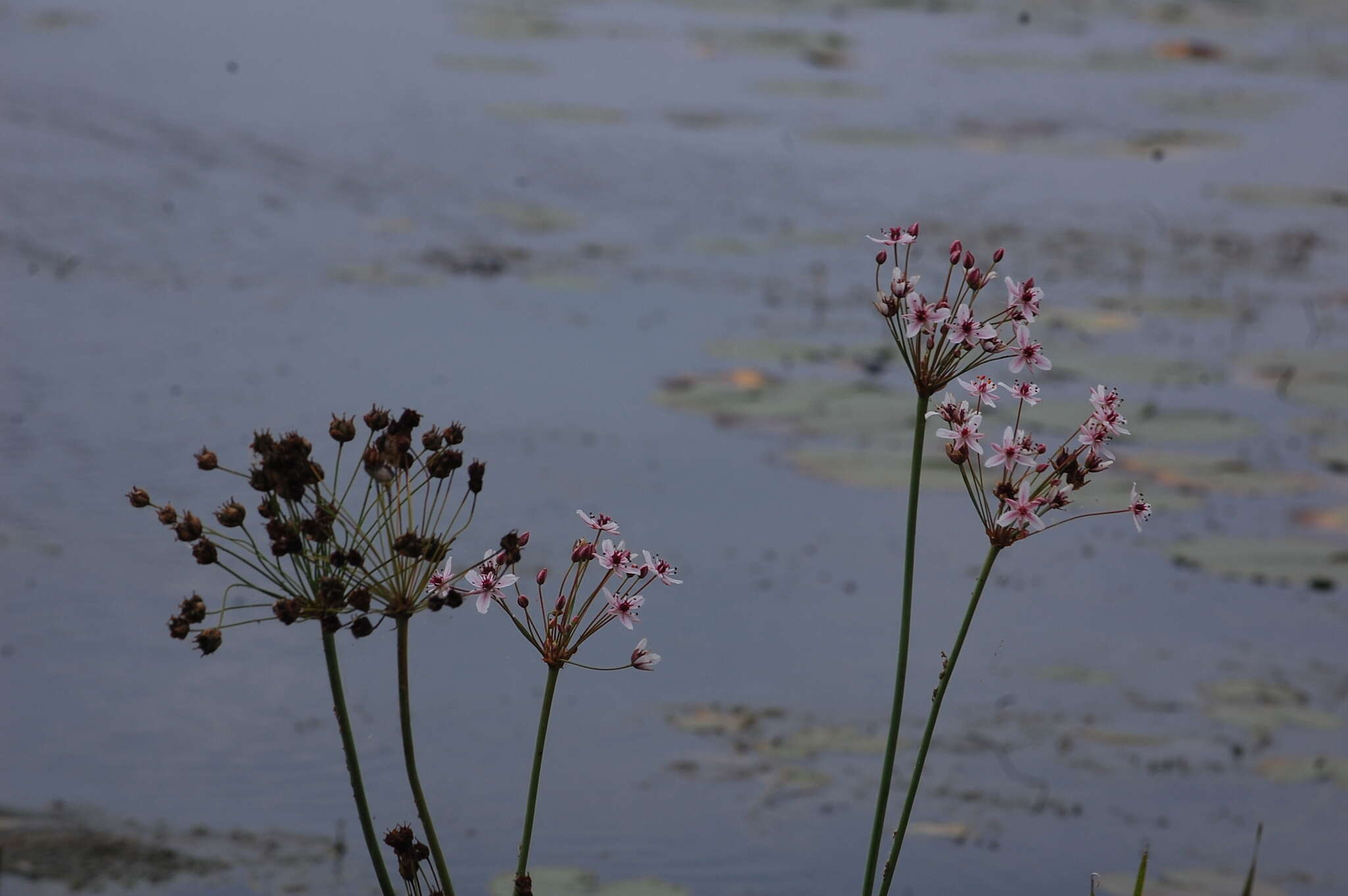 Image of flowering rush family