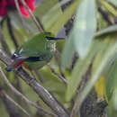 Image of Fire-tailed Myzornis