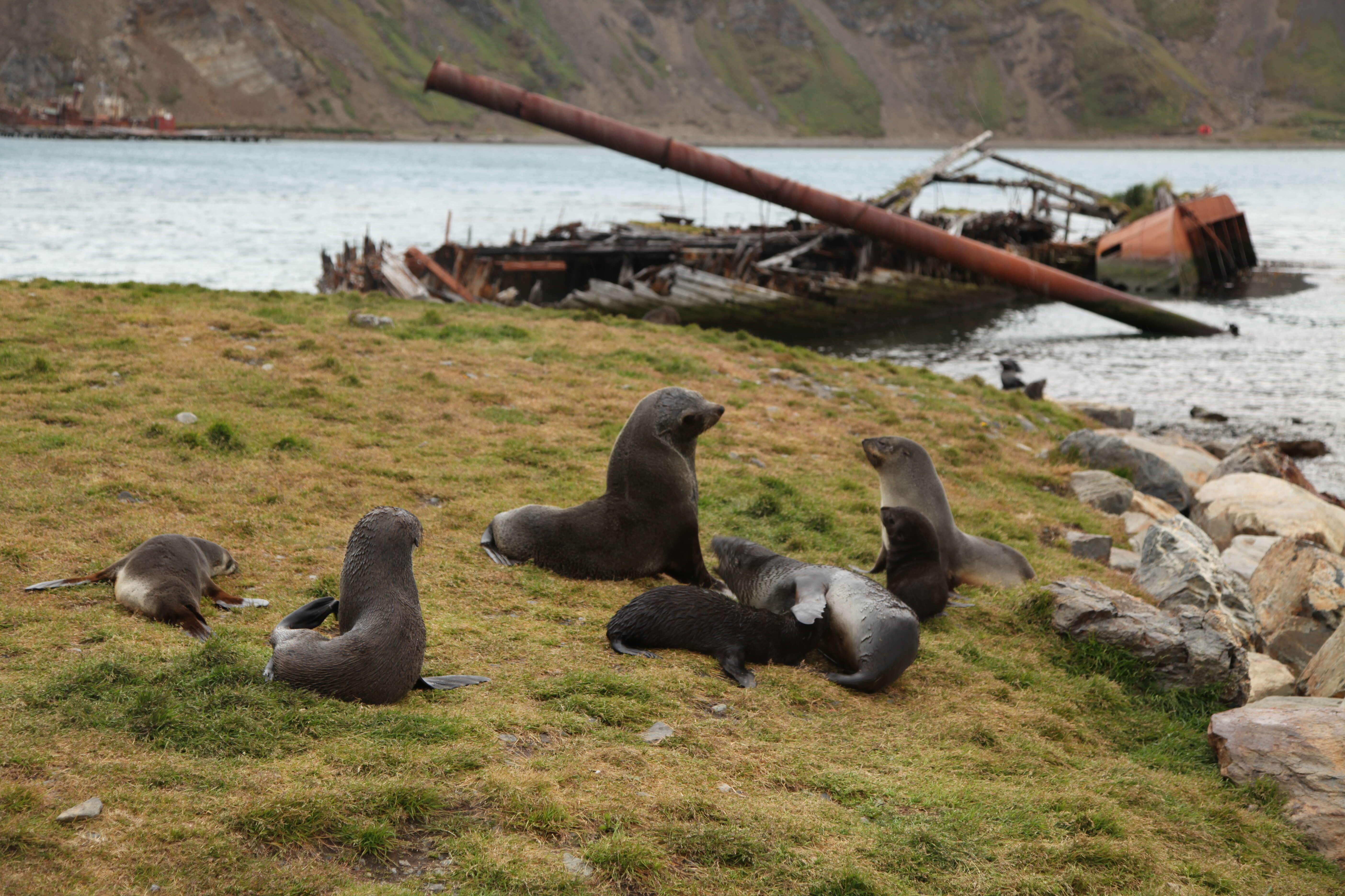 Image of Antarctic Fur Seal