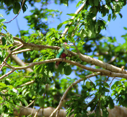 Image of Red-bellied Fruit Dove