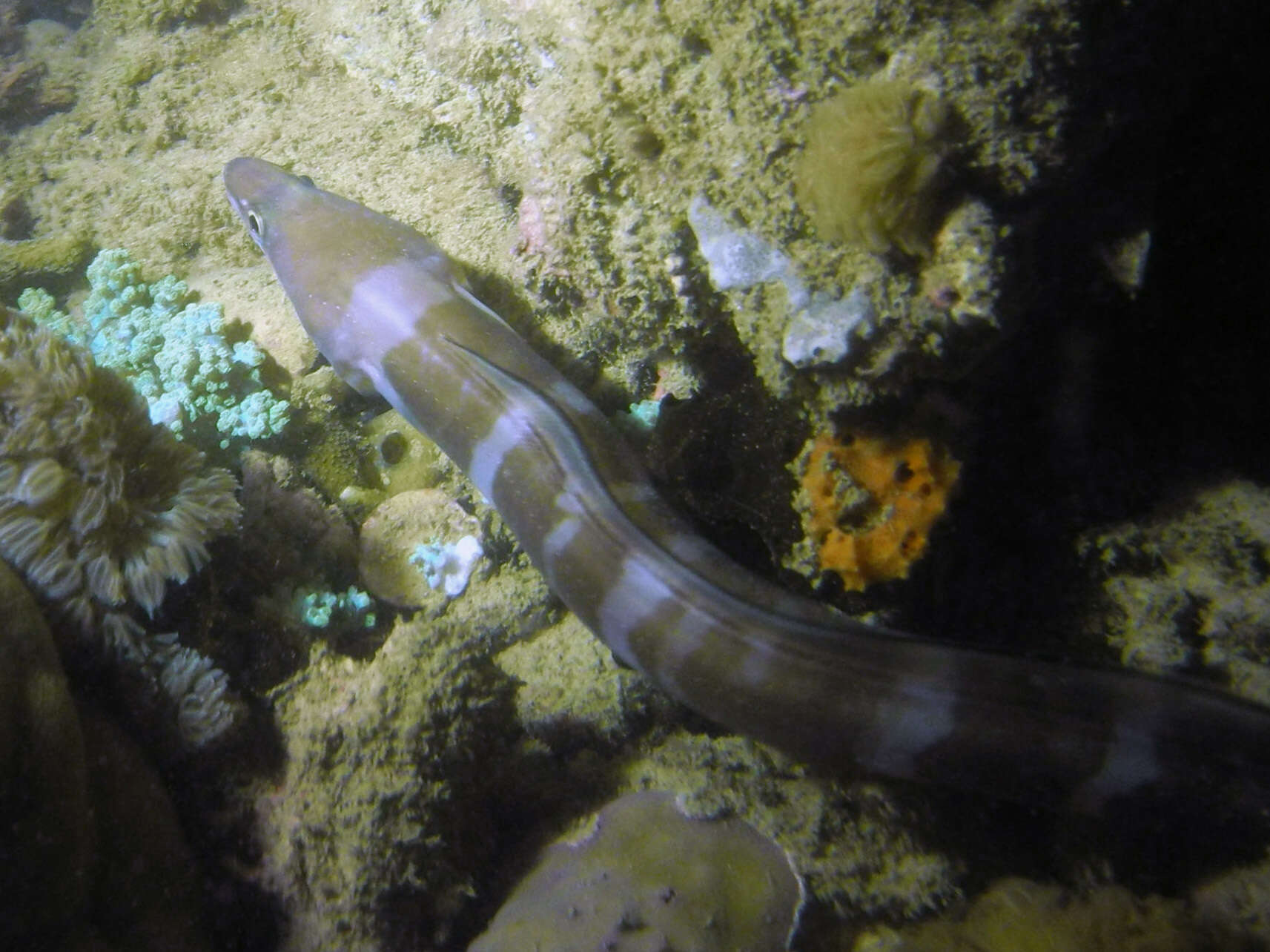 Image of Ash-colored conger eel