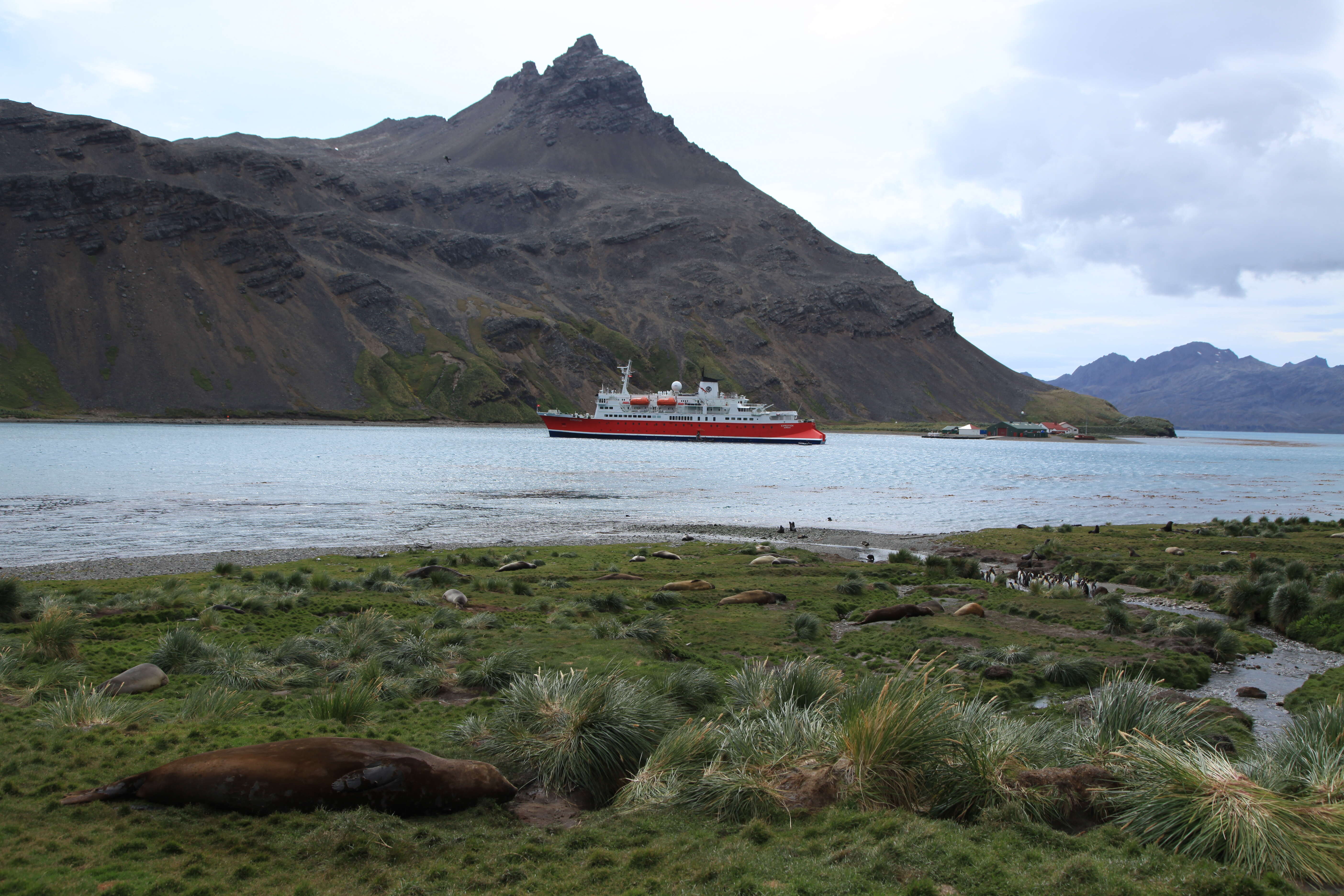 Image of South Atlantic Elephant-seal