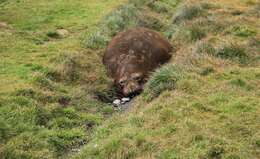 Image of South Atlantic Elephant-seal