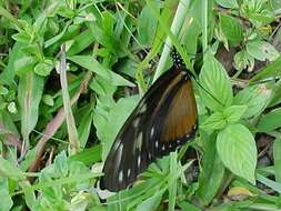 Image of Heliconius hecalesia formosus Bates 1863