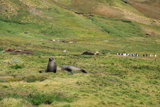 Image of Antarctic Fur Seal