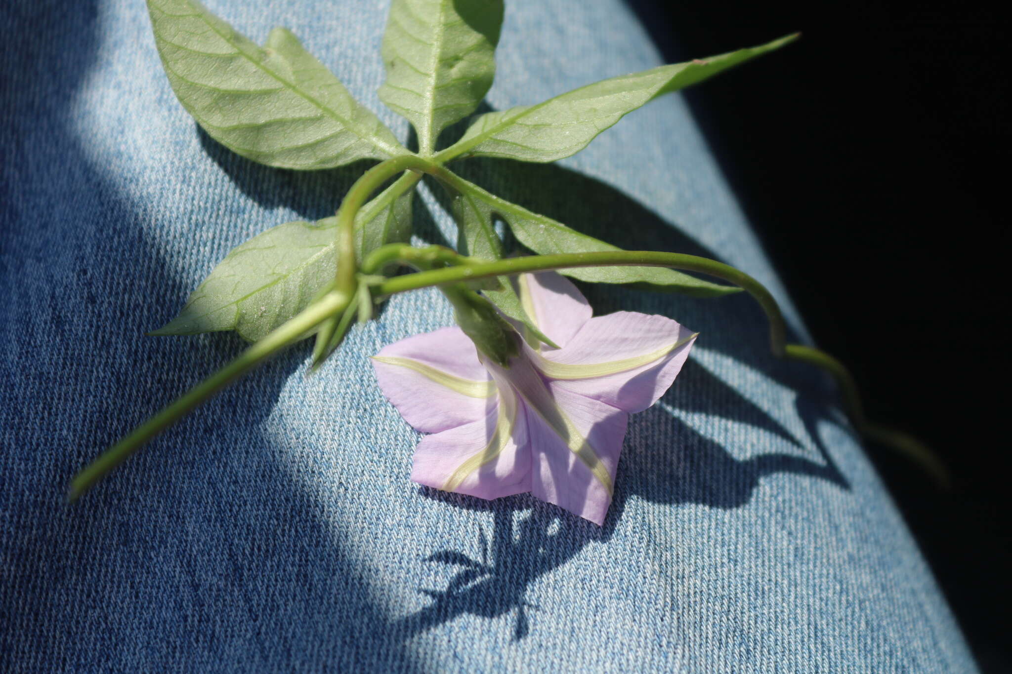 Imagem de Ipomoea hochstetteri House