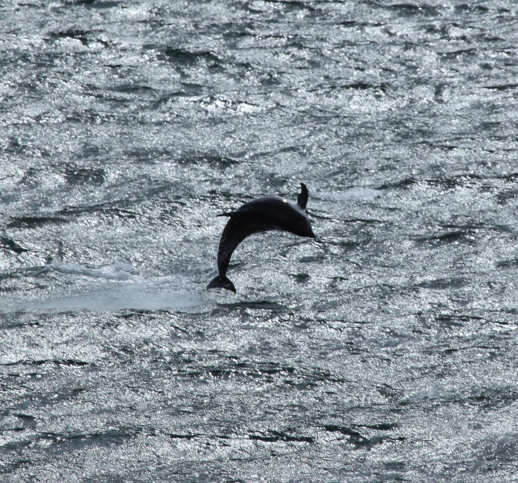 Image of Blackchin Dolphin