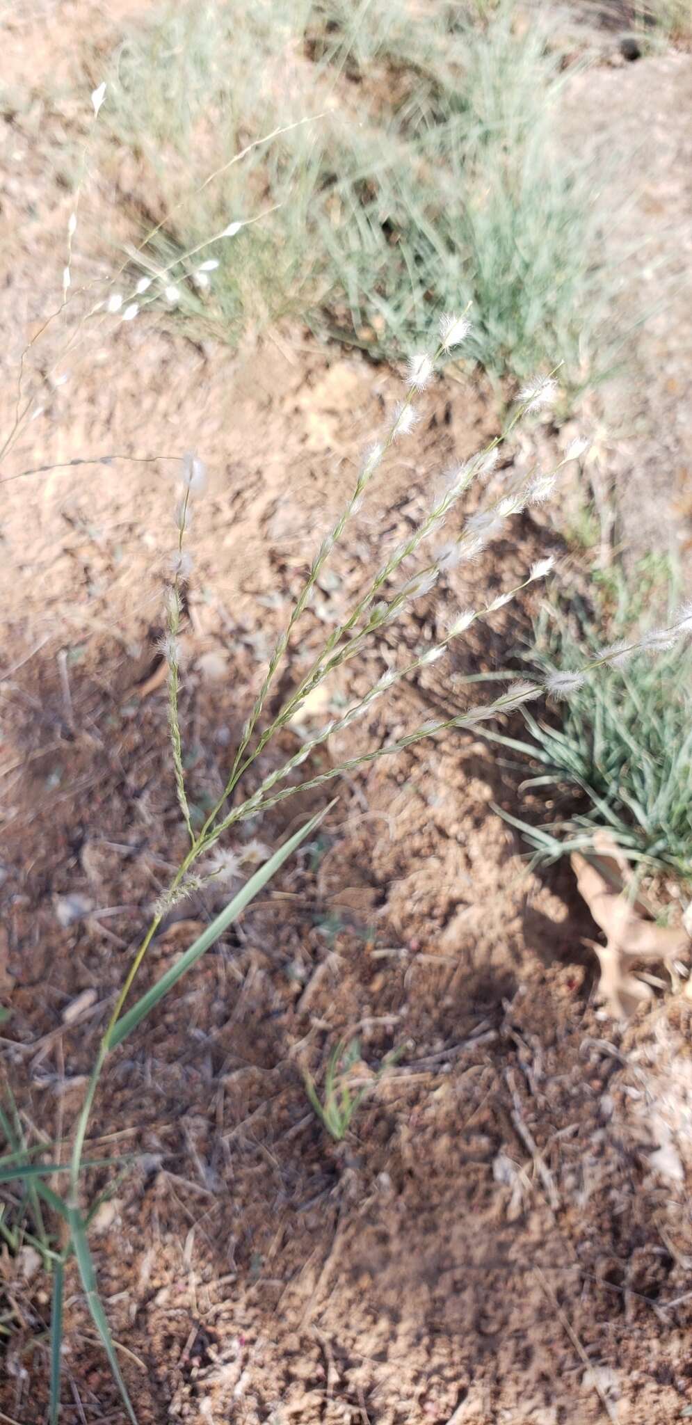 Image of Texas cottontop