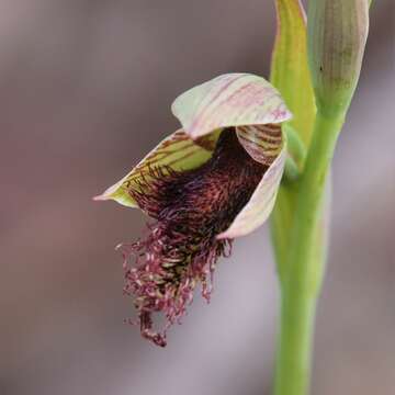 Image of Wandoo beard orchid