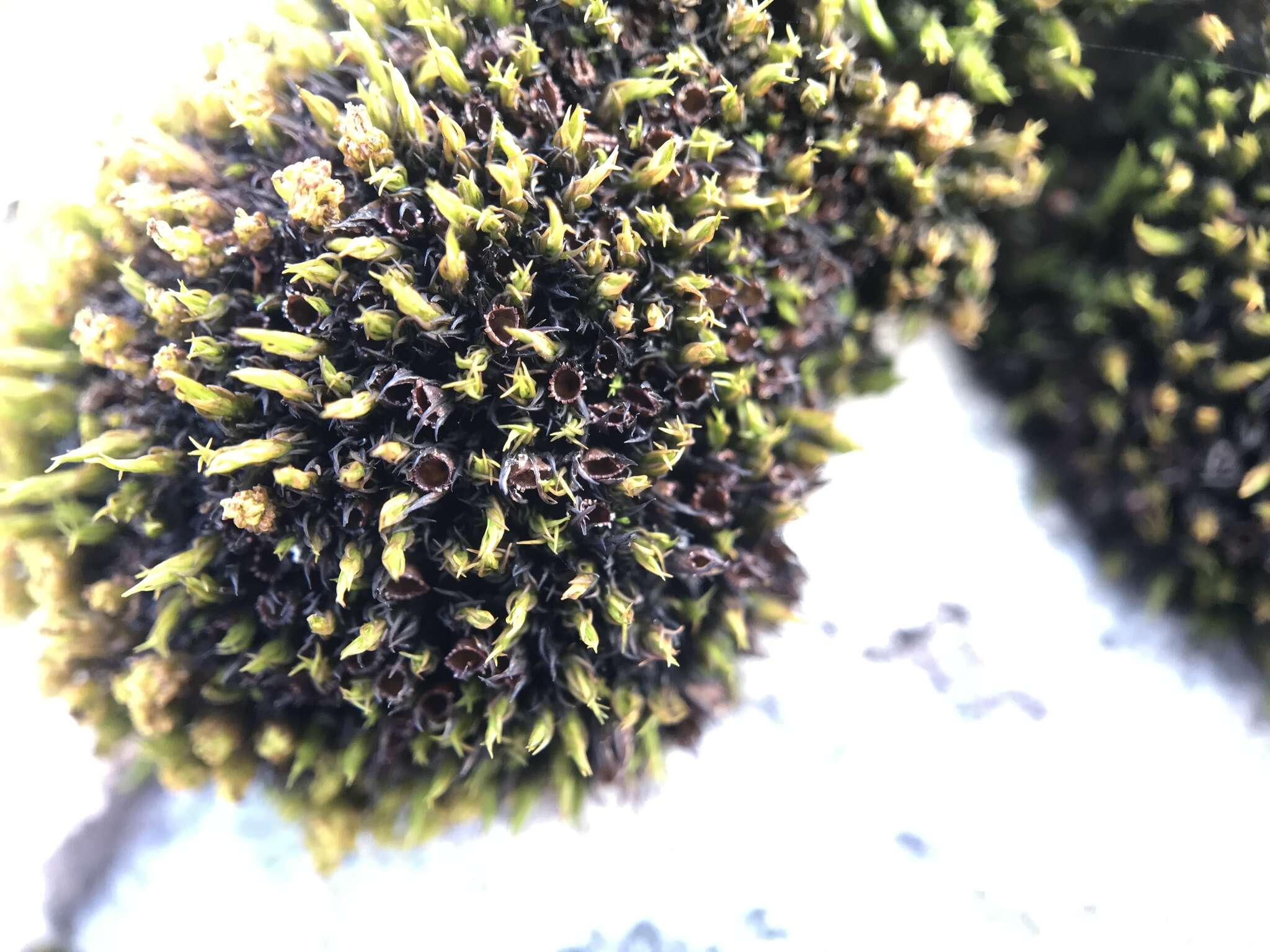 Image of seaside schistidium moss