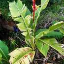 Image of Guatemalan bird of paradise