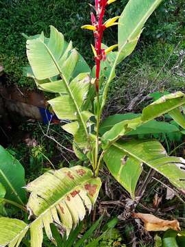 Image of Guatemalan bird of paradise