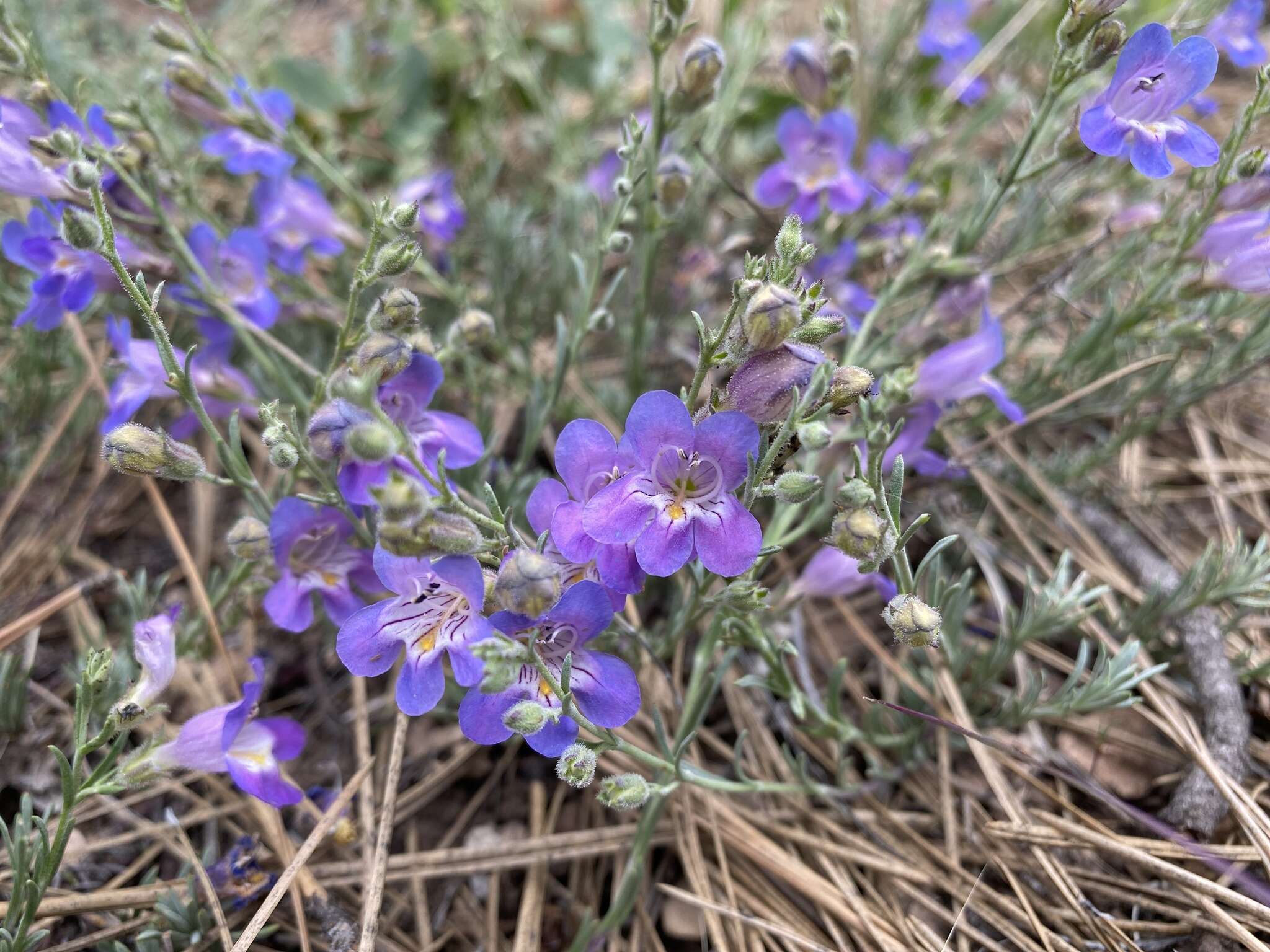 Plancia ëd Penstemon linarioides subsp. linarioides