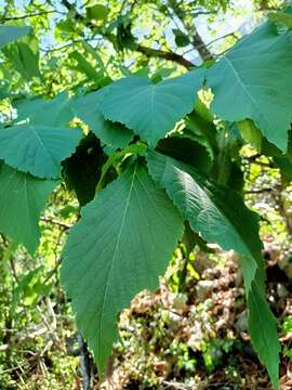 Image of Tilia americana var. mexicana (Schltdl.) J. W. Hardin