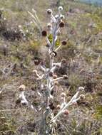 Image of Mimosa lanuginosa Burkart