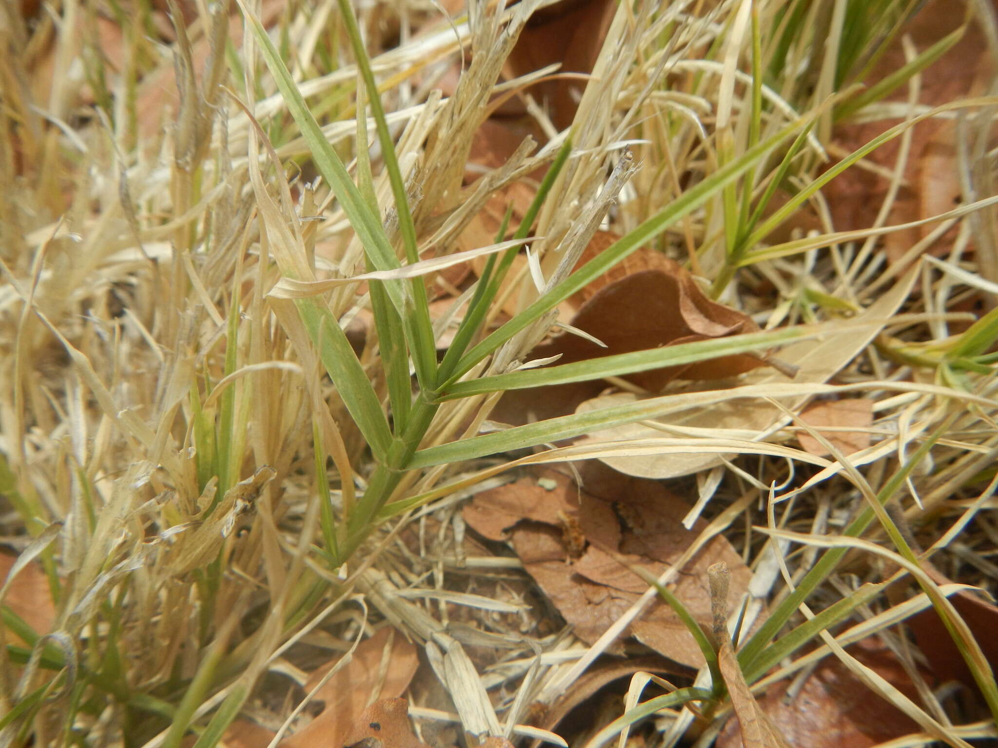 Image of Bermudagrass