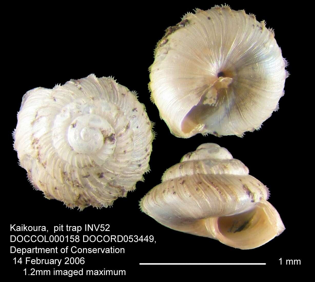 Image of Paralaoma serratocostata Webster 1906