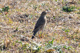 Image of Plain-backed Pipit