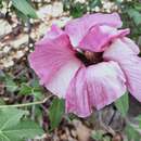 Imagem de Gossypium sturtianum J. H. Willis