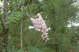 Image of American wisteria