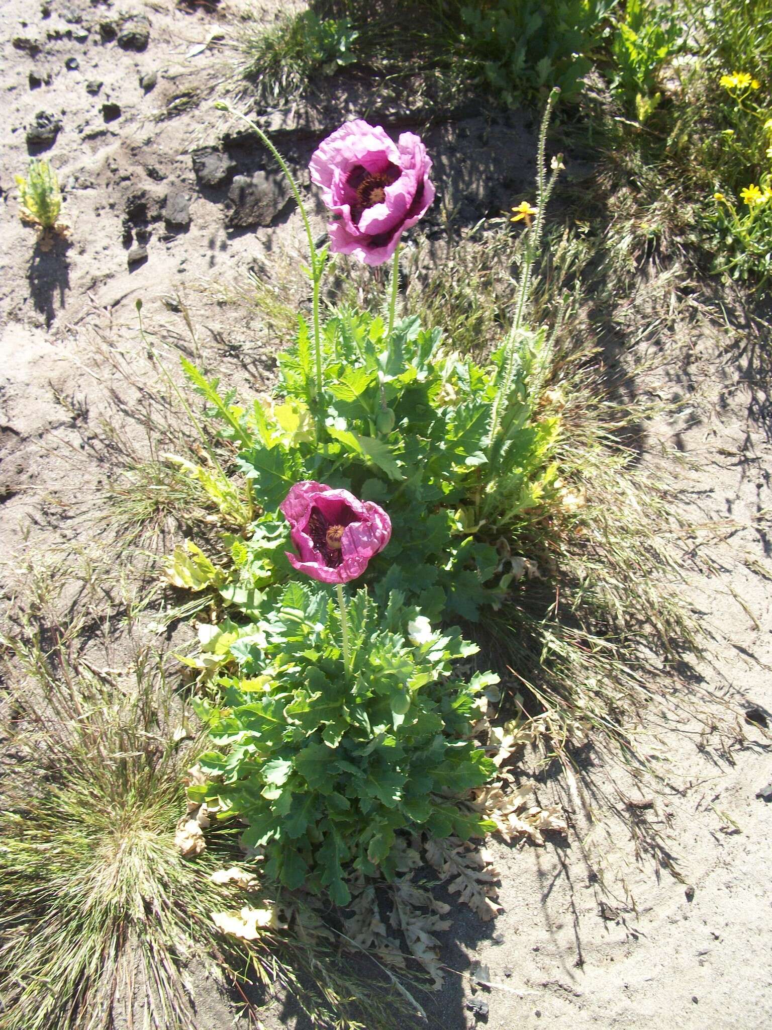 Image of opium poppy