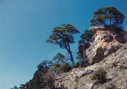 Image of Pinus nigra subsp. salzmannii (Dunal) Franco