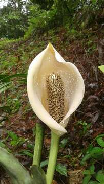 Image of Monstera pinnatipartita Schott