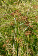 Imagem de Cyperus longus L.