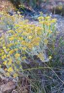 Image of Helichrysum excisum (Thunb.) Less.