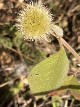 Cyathula uncinulata (Schrad.) Schinz的圖片