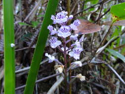 Image of Cynorkis squamosa (Poir.) Lindl.