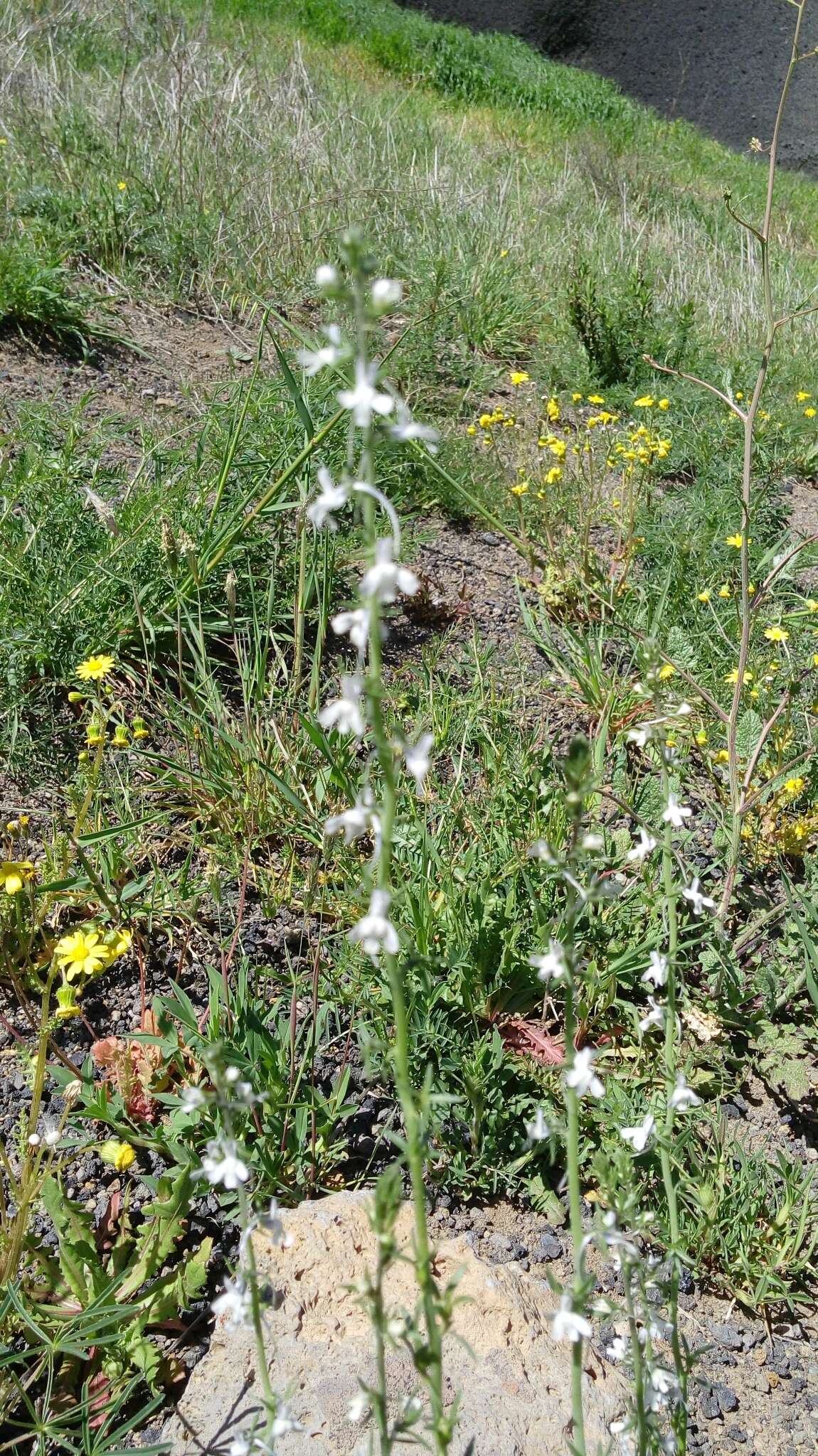 Image de Linaria chalepensis (L.) Mill.