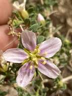 Image of Fagonia mollis Del.