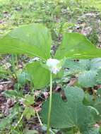 Imagem de Trillium cernuum L.