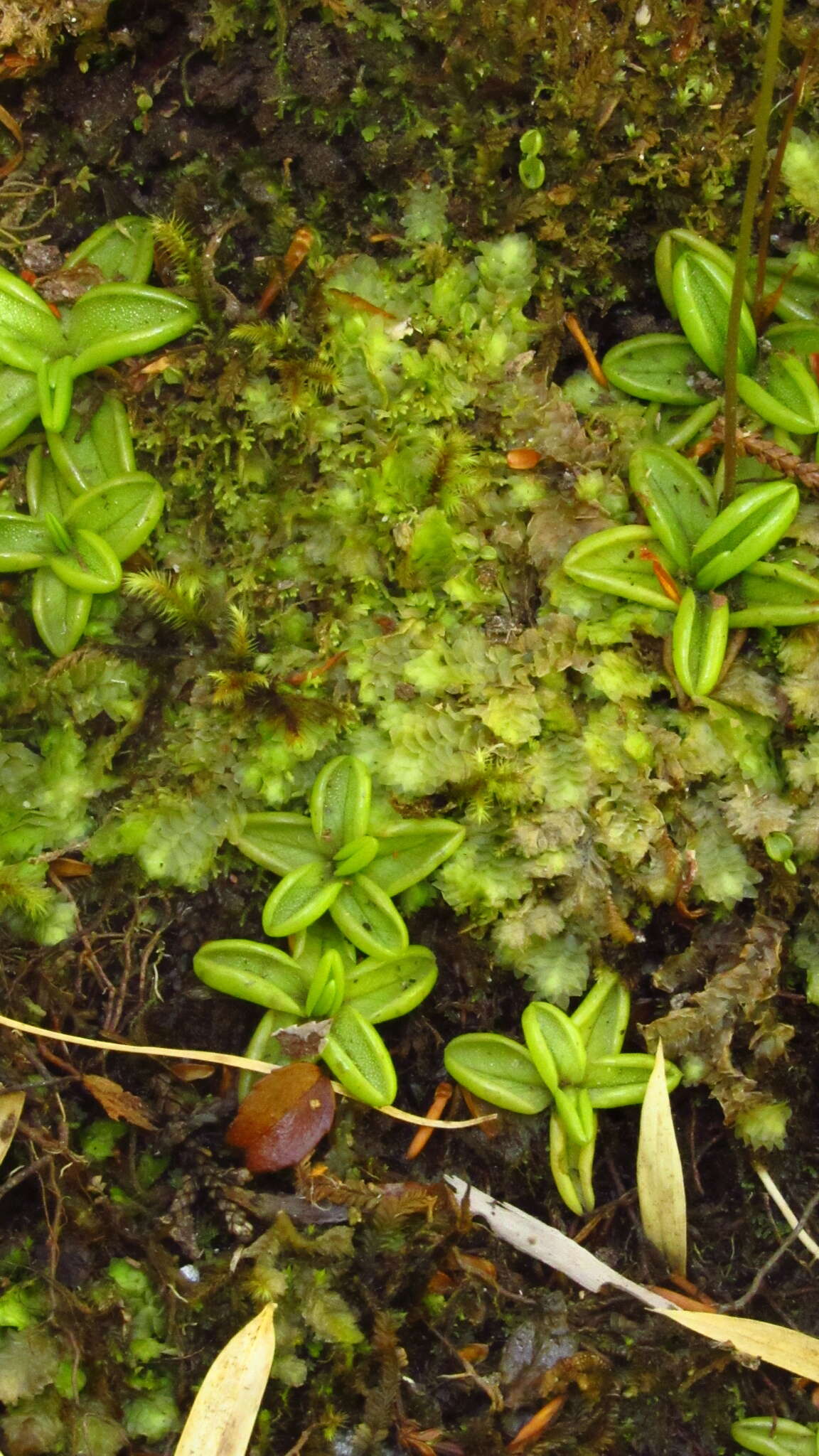 Pinguicula chilensis Clos的圖片