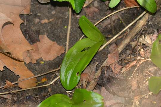 Image of brown widelip orchid