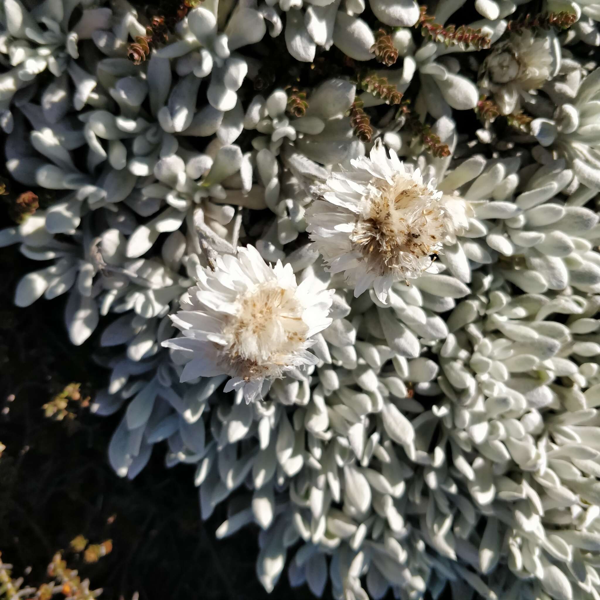 Image of Leucochrysum alpinum (F. Müll.) R. J. Dennis & N. G. Walsh