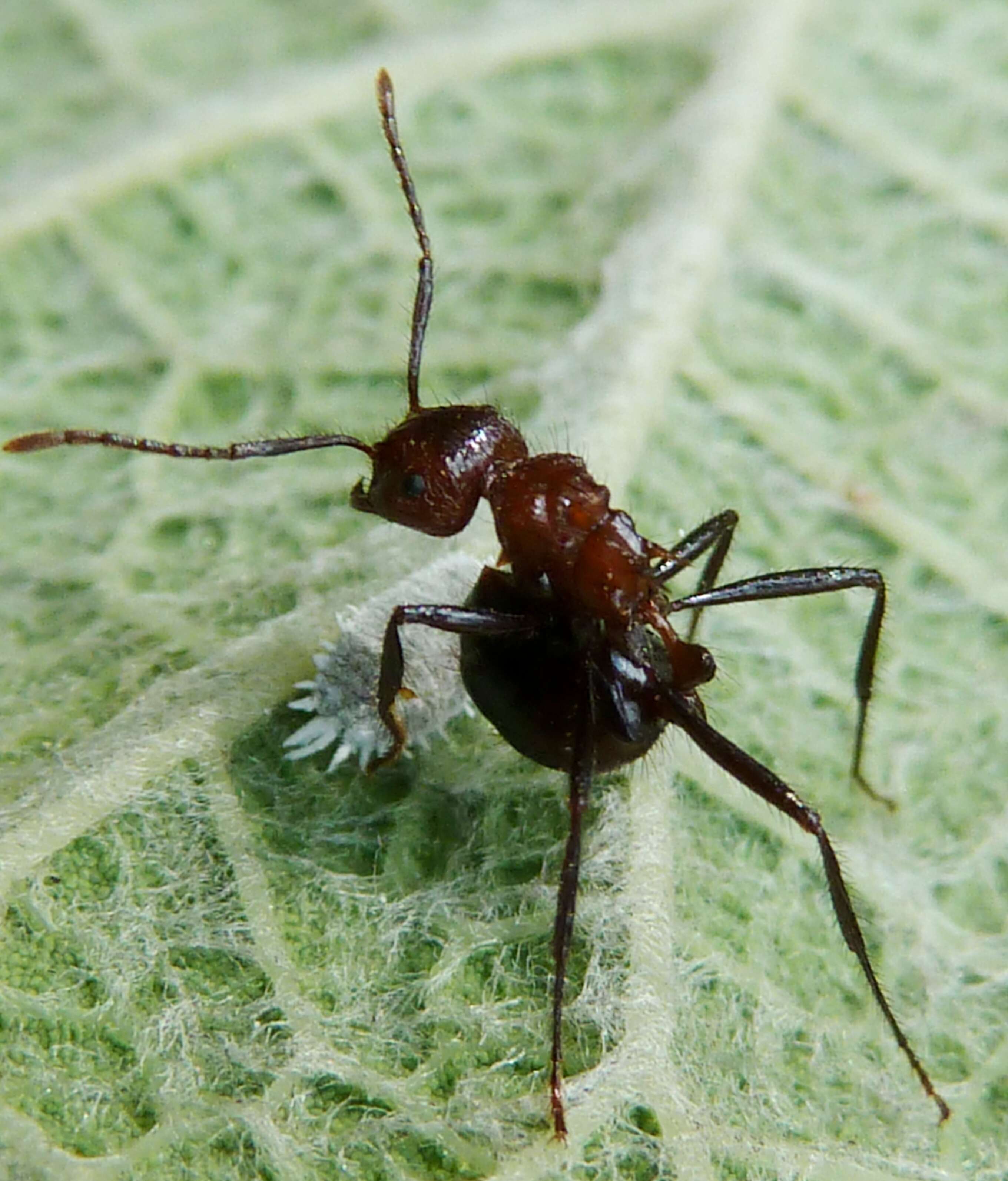 Image of Myrmicaria natalensis (Smith 1858)