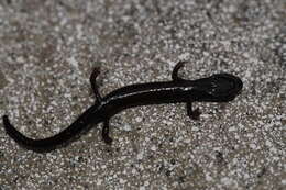 Image of San Gabriel Slender Salamander