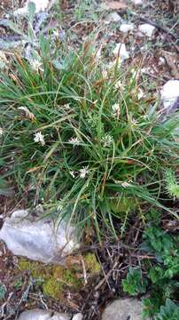 Image of Carex halleriana Asso
