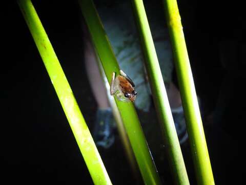 Image of Isla Bonita Robber Frog