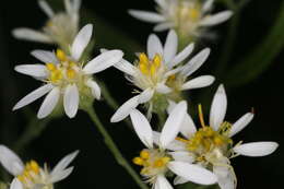 Imagem de <i>Doellingeria <i>umbellata</i></i> var. umbellata