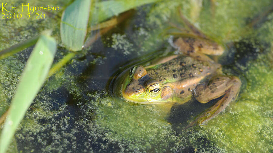 Image of Pond Frog