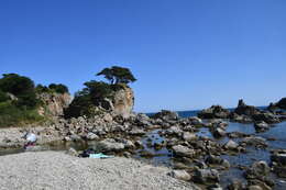 Image of Japanese Red Pine